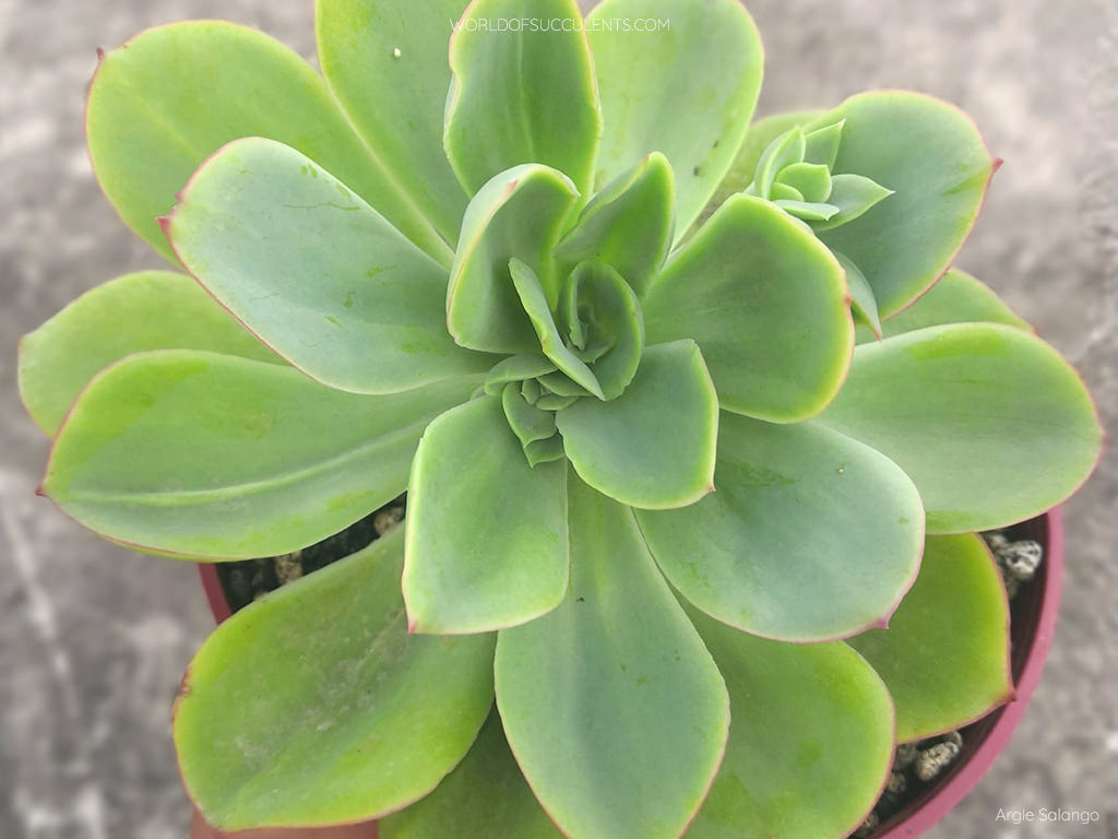 Echeveria 'Lawrence' - World of Succulents