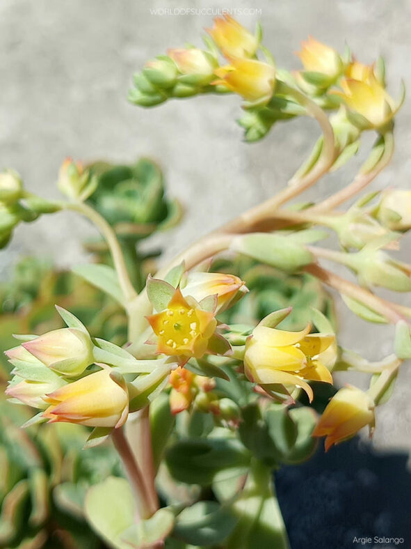 Echeveria 'Lawrence'