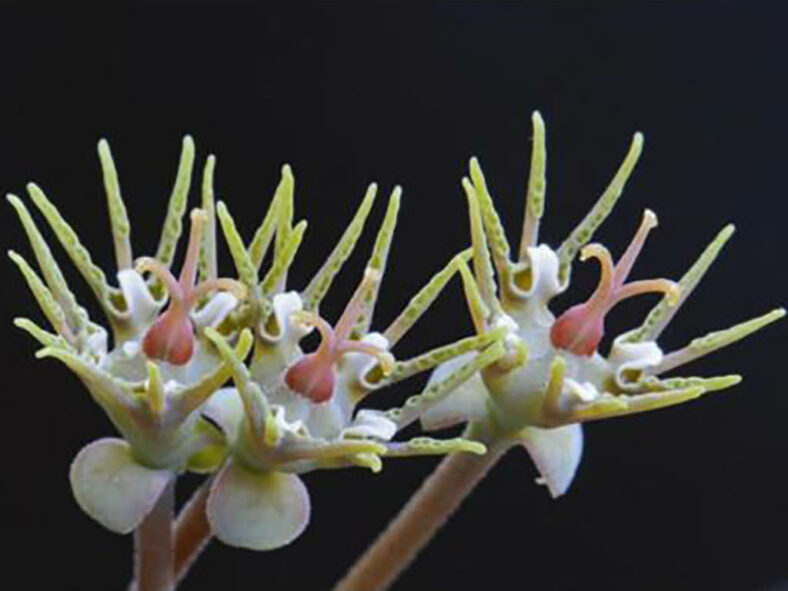 Euphorbia patula (Bird's Foot Euphorbia)