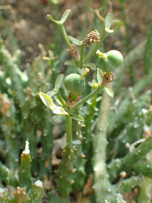 Euphorbia patula (Bird's Foot Euphorbia)