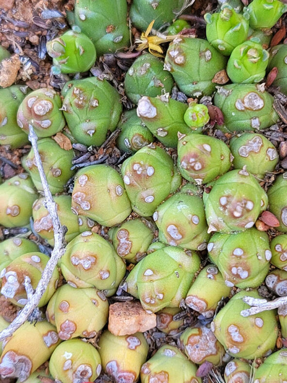 Euphorbia patula (Bird's Foot Euphorbia)