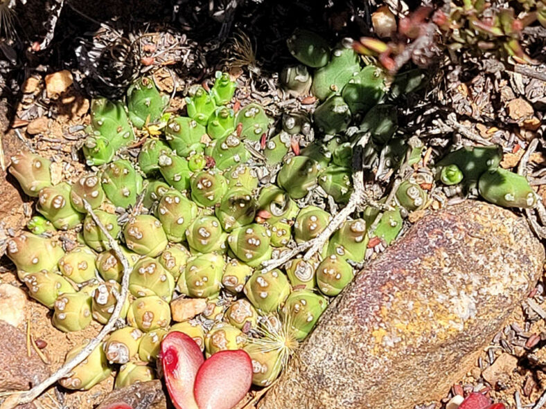 Euphorbia patula (Bird's Foot Euphorbia)