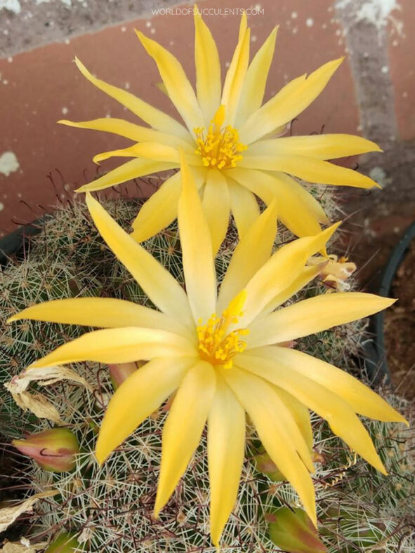 Mammillaria beneckei (Benecke Fishhook Cactus)