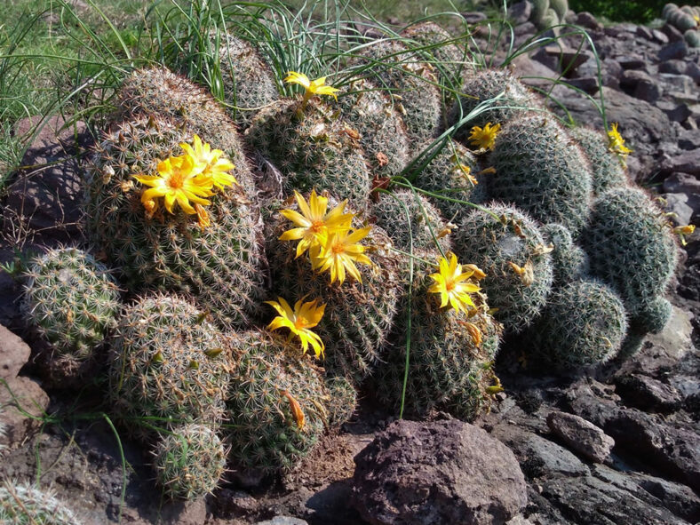 Mammillaria beneckei (Benecke Fishhook Cactus)