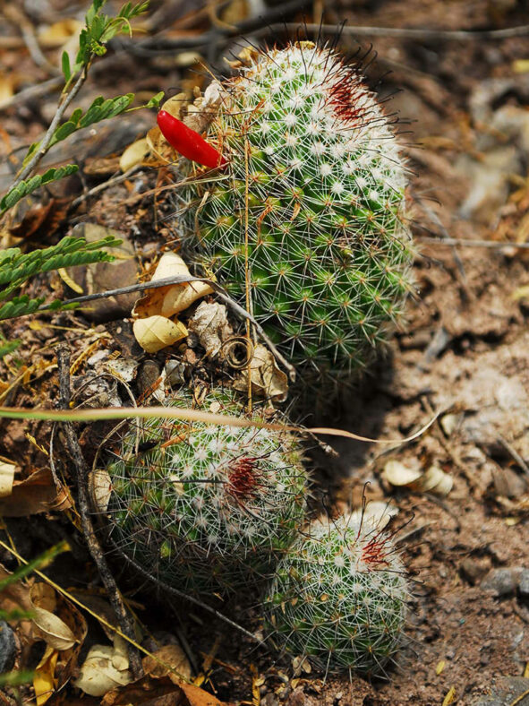 Mammillaria beneckei (Benecke Fishhook Cactus)