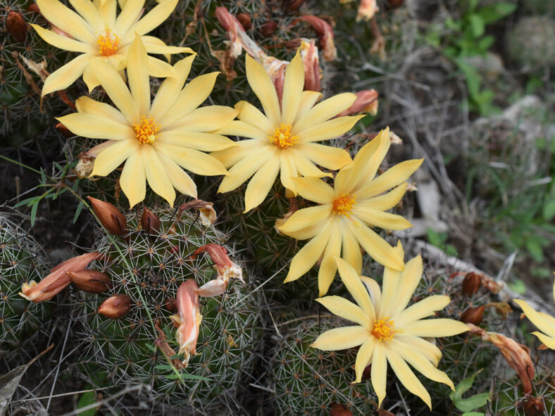 Mammillaria beneckei (Benecke Fishhook Cactus)