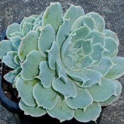 Echeveria simulans aka Echeveria elegans var. simulans