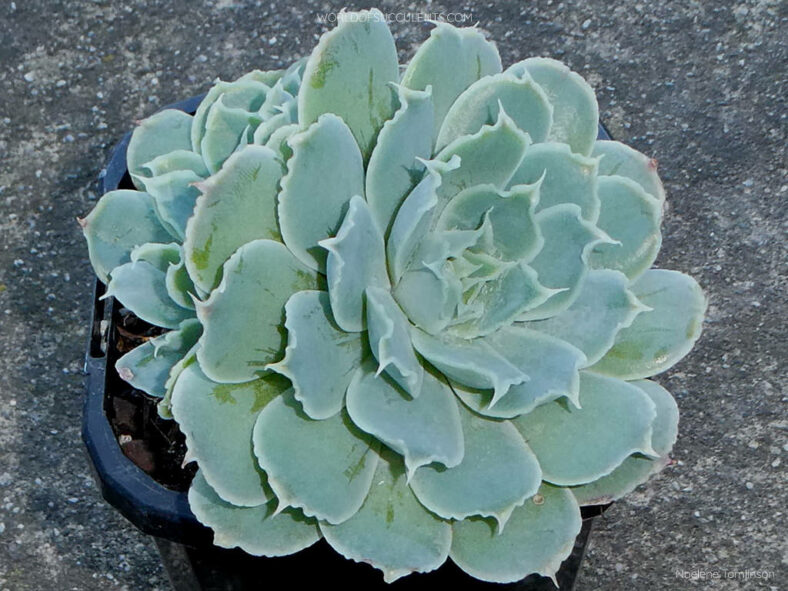 Echeveria simulans aka Echeveria elegans var. simulans