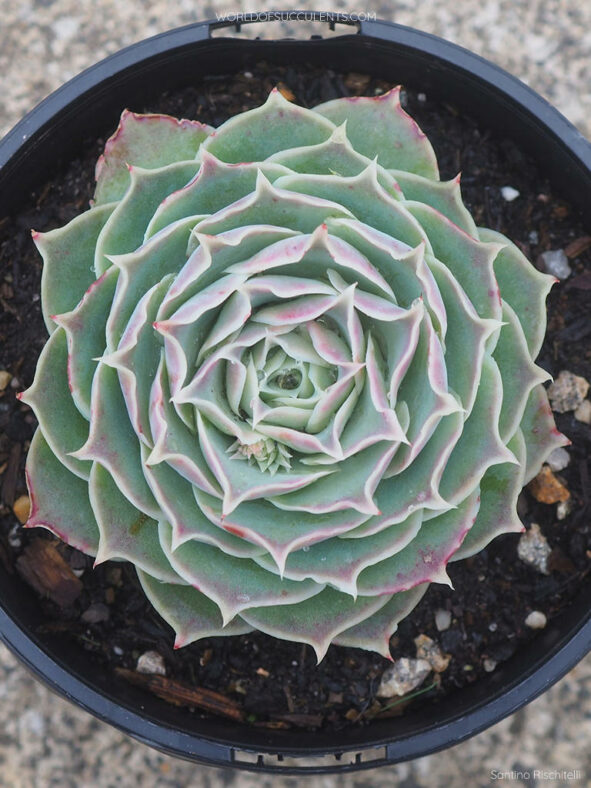 Echeveria simulans aka Echeveria elegans var. simulans