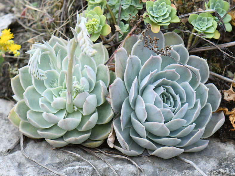 Echeveria simulans aka Echeveria elegans var. simulans