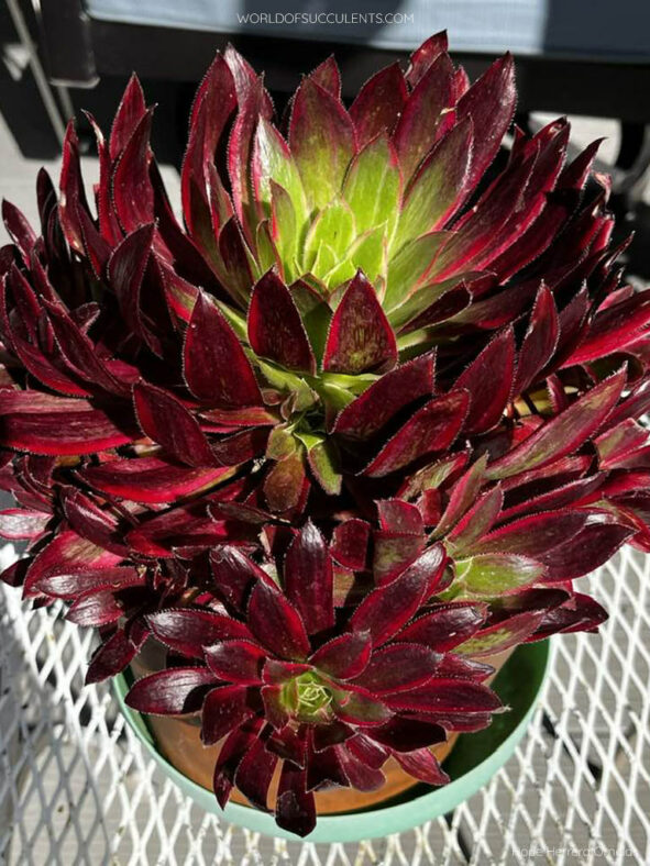 Aeonium 'Peacock'