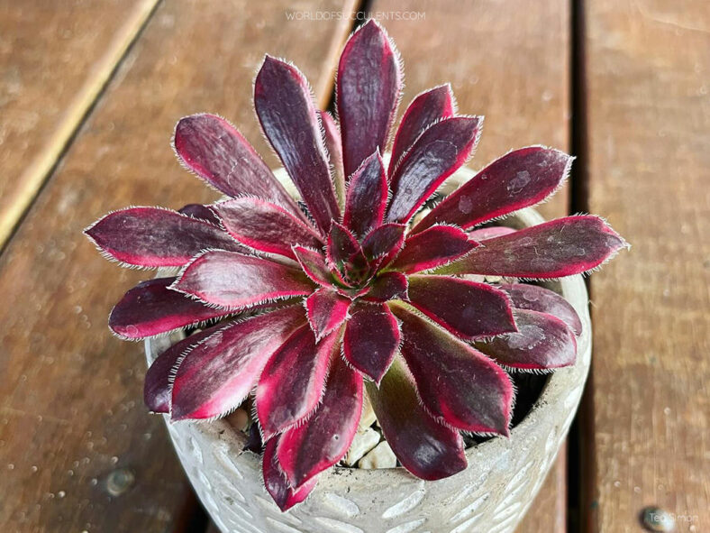 Aeonium 'Peacock'