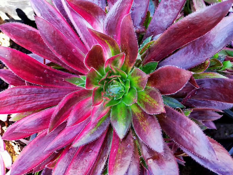 Aeonium 'Peacock'