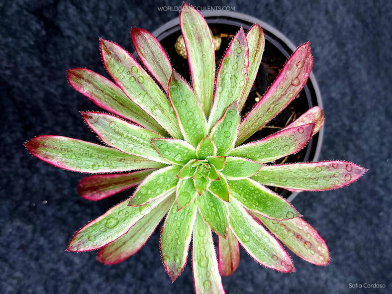 Aeonium 'Peacock'