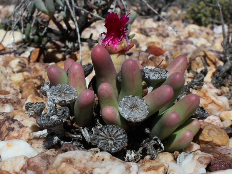 Argyroderma fissum