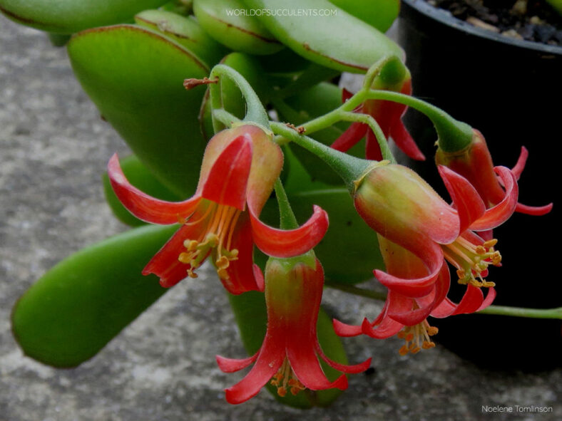 Cotyledon eliseae