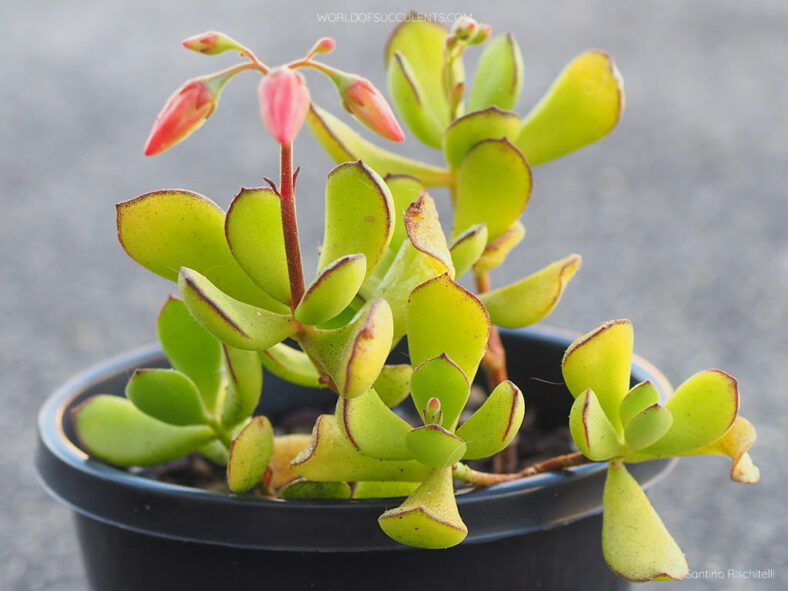 Cotyledon eliseae