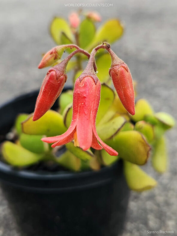 Cotyledon eliseae