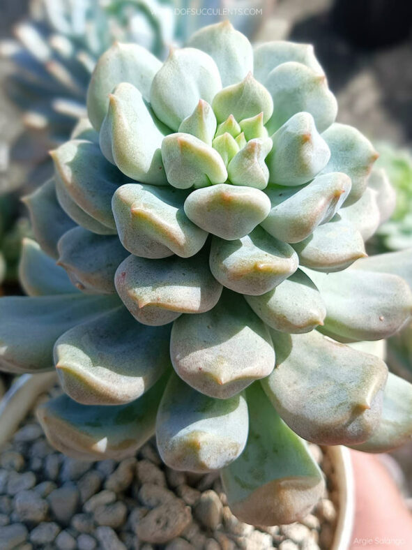 Echeveria 'Cream Puff' aka Echeveria 'Choux Cream'