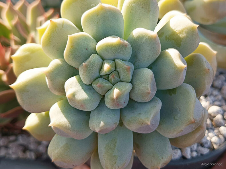 Echeveria 'Cream Puff' aka Echeveria 'Choux Cream'