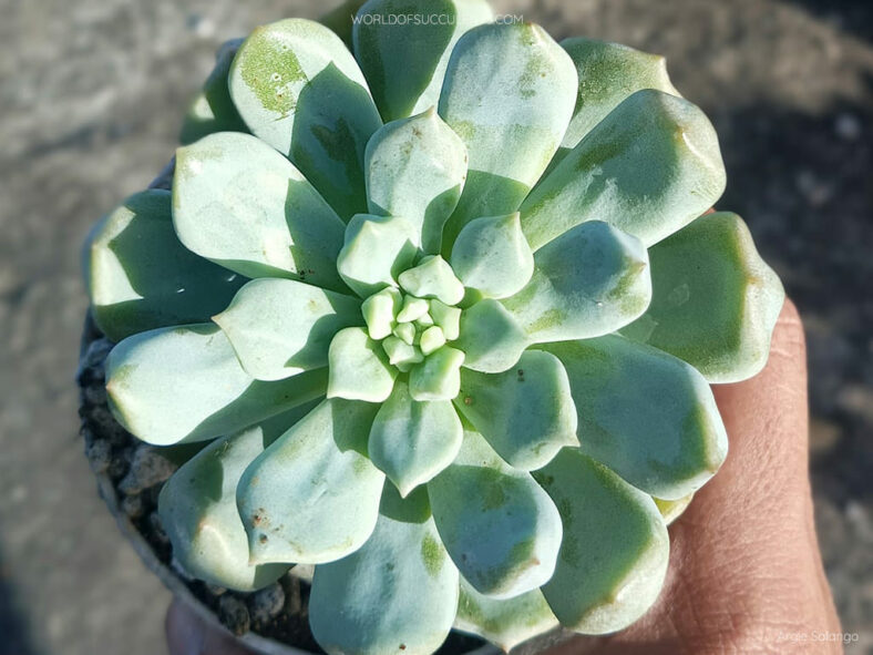 Echeveria 'Cream Puff' aka Echeveria 'Choux Cream'