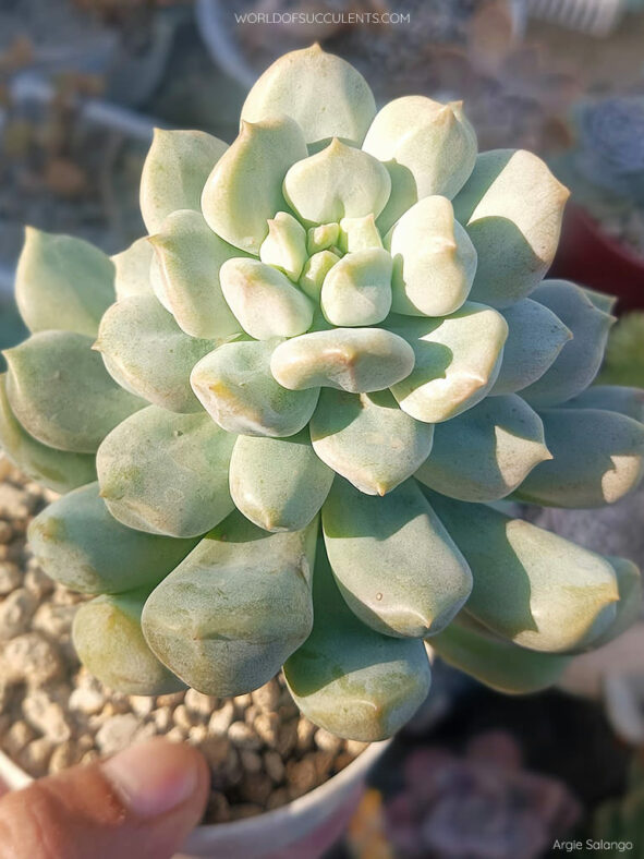 Echeveria 'Cream Puff' aka Echeveria 'Choux Cream'