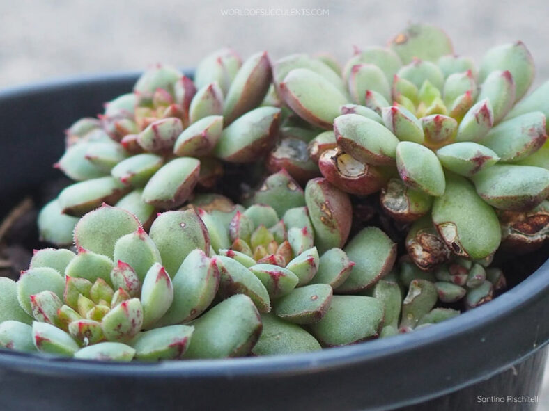 Echeveria 'Nocturne'