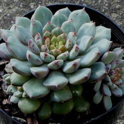 Echeveria 'Nocturne'