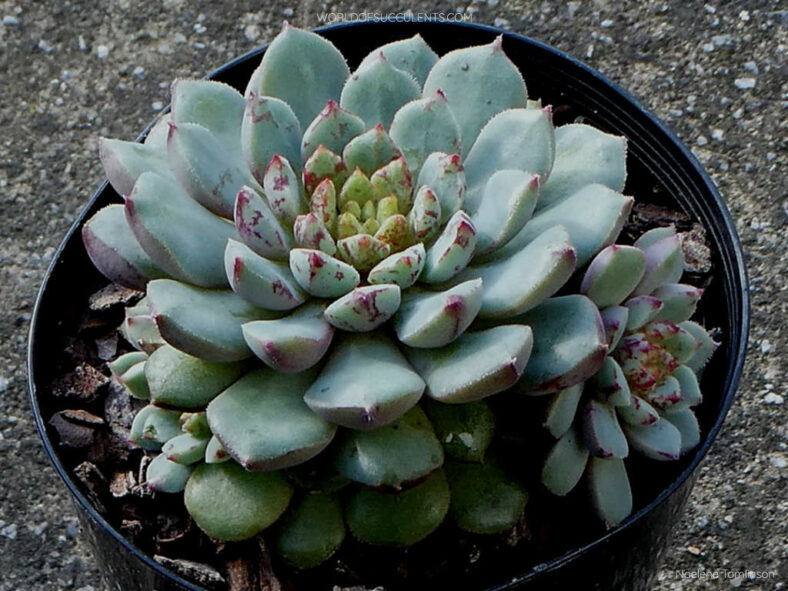 Echeveria 'Nocturne'