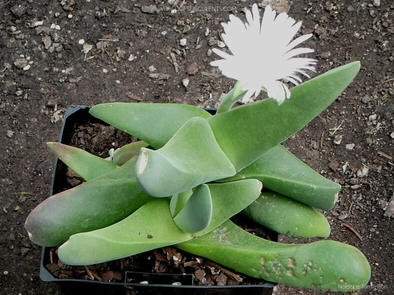 Gibbaeum schwantesii