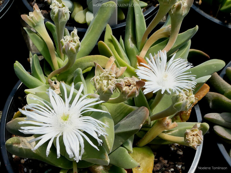 Gibbaeum schwantesii