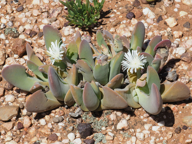 Gibbaeum schwantesii