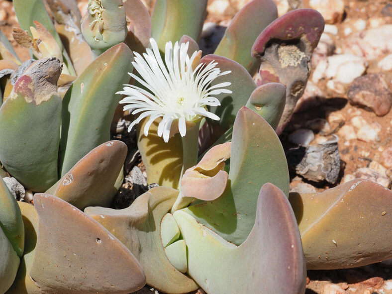 Gibbaeum schwantesii