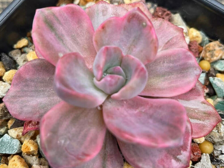 Graptoveria 'Mrs Richards Variegata'