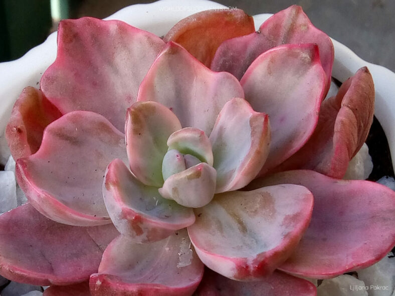 Graptoveria 'Mrs Richards Variegata'