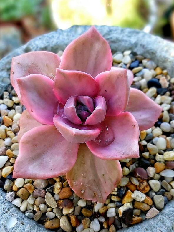 Graptoveria 'Mrs Richards Variegata'