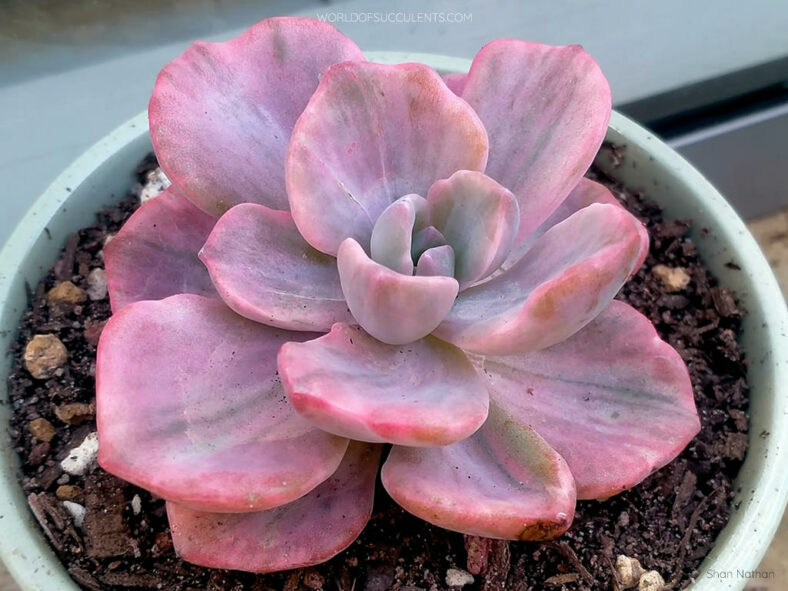 Graptoveria 'Mrs Richards Variegata'