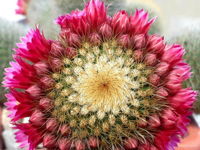 Mammillaria spinosissima subsp. pilcayensis