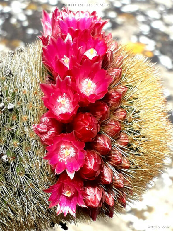 Mammillaria spinosissima subsp. pilcayensis