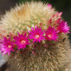 Mammillaria spinosissima subsp. pilcayensis