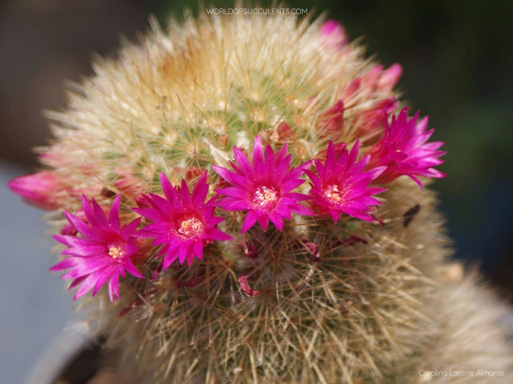 Mammillaria spinosissima subsp. pilcayensis - World of Succulents