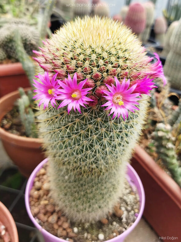 Mammillaria spinosissima subsp. pilcayensis