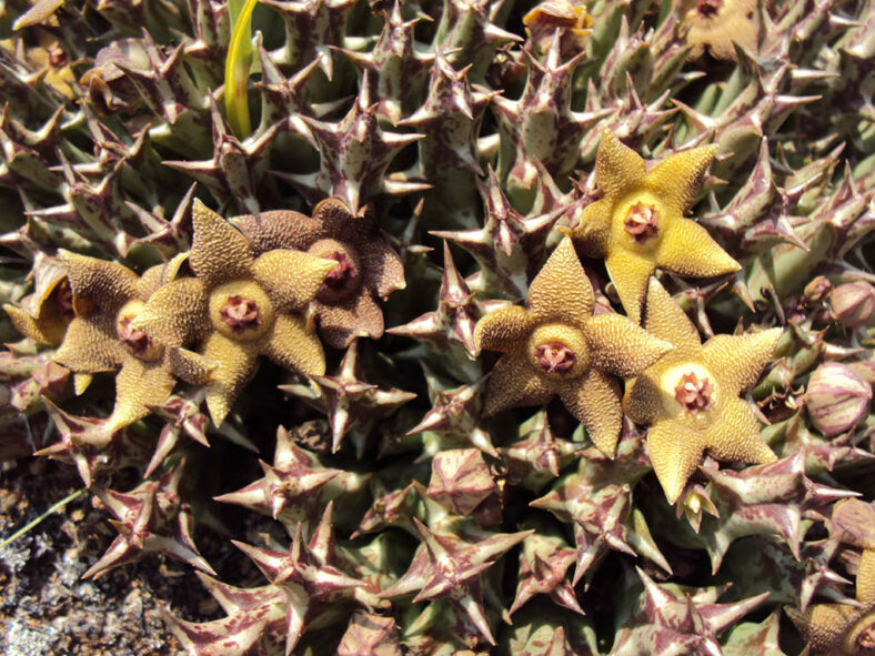 Orbea cooperi