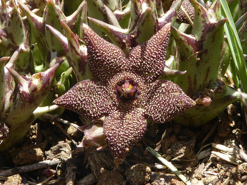 Orbea cooperi