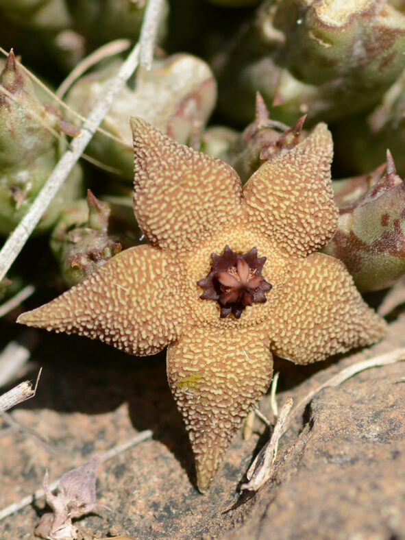 Orbea cooperi