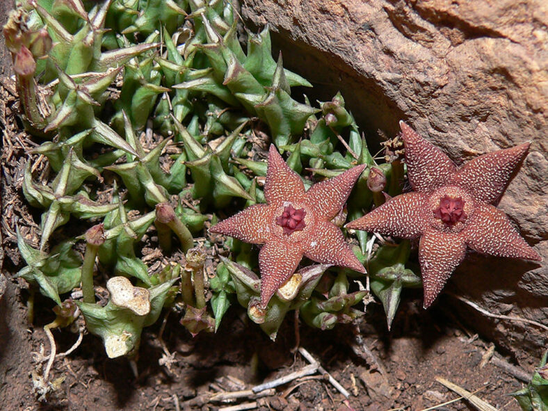 Orbea cooperi