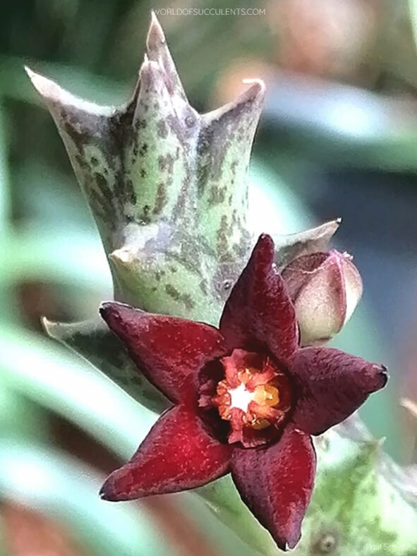 Orbea taitica aka Angolluma taitica