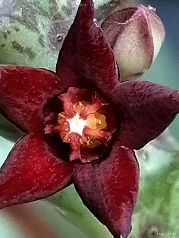 Orbea taitica aka Angolluma taitica