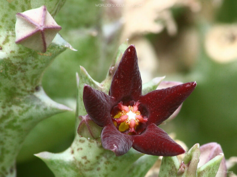 Orbea taitica aka Angolluma taitica