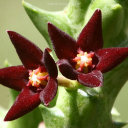 Orbea taitica aka Angolluma taitica